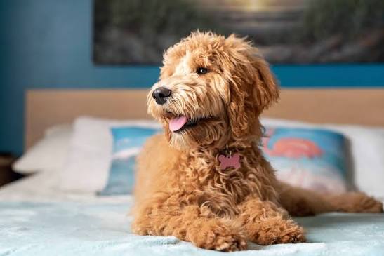Are golden doodles hypoallergenic
