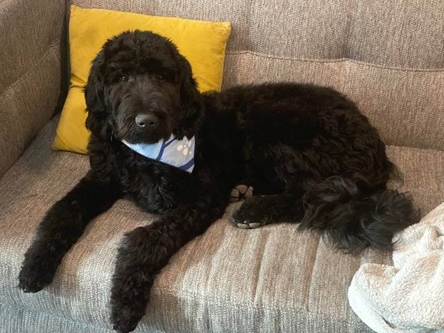 Black Golden Doodle
