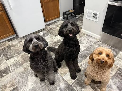 Black Golden Doodle
