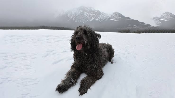 Black Golden Doodle