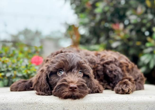 Chocolate Goldendoodle
