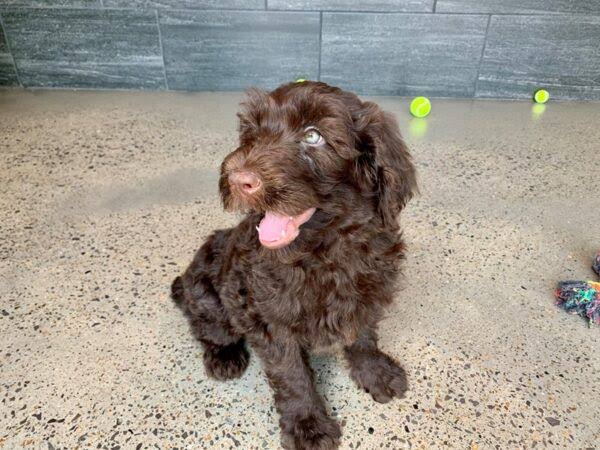 Chocolate Goldendoodle