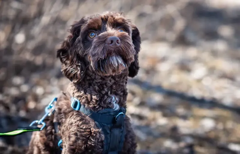 Chocolate Goldendoodle