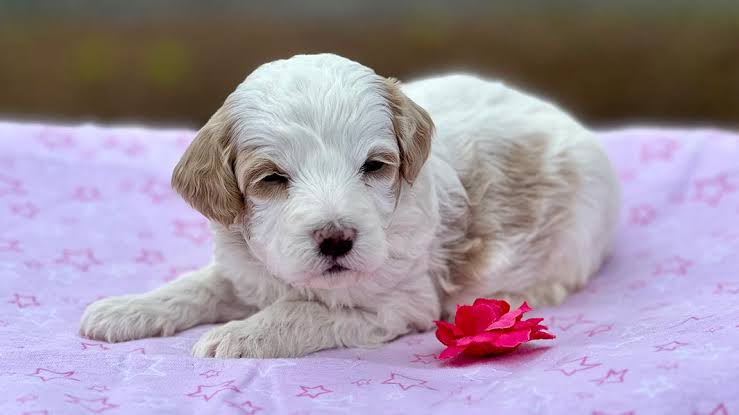 English Goldendoodle Complete Guide and Choosing a Puppy