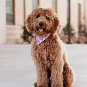 female goldendoodle gracie