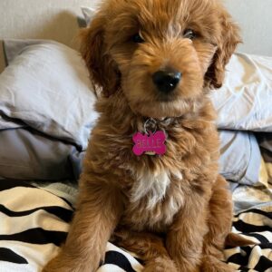 female goldendoodle puppy belle