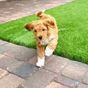 Home female goldendoodle puppy chloe