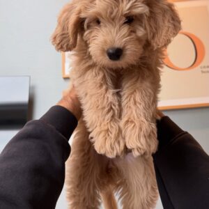 Home female goldendoodle puppy hailey