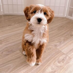 female goldendoodle puppy josie