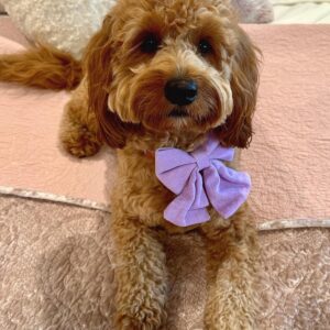 Home female goldendoodle puppy maya