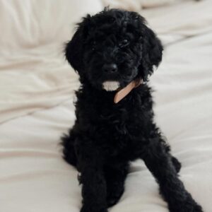 female goldendoodle puppy reign
