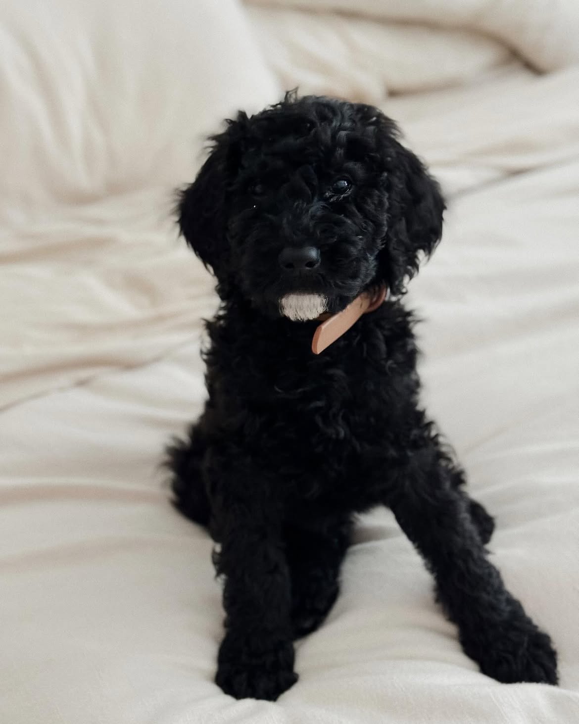 female goldendoodle puppy reign
