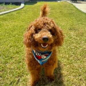 Home female goldendoodle puppy ozzy