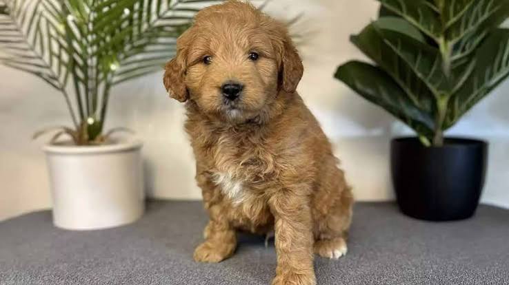 Golden Doodle Puppies: Complete Guide to Choosing and Caring for Your New Companion