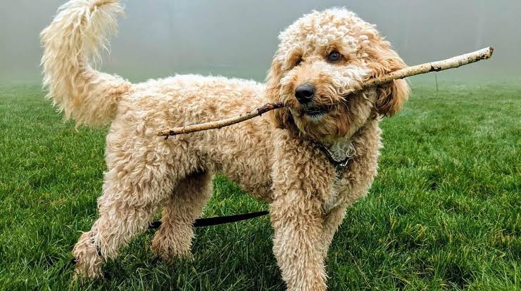 Goldendoodle price