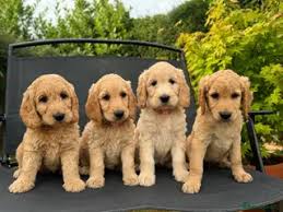 Goldendoodles for Sale Near Me