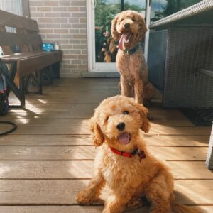 Home male goldendoodle puppy gaara