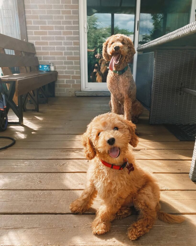 male goldendoodle puppy gaara