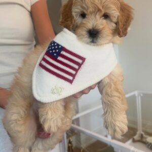 male goldendoodle puppy howie