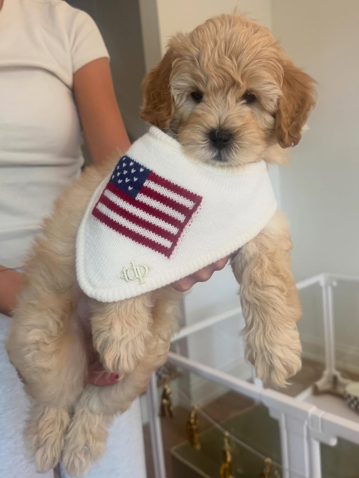male goldendoodle puppy howie