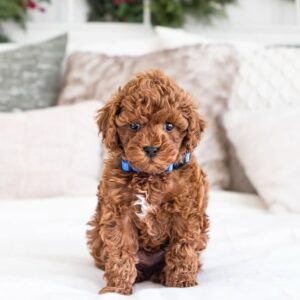 Home male goldendoodle puppy jasper
