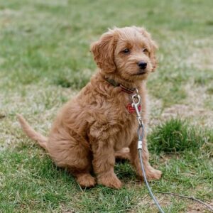 Home male goldendoodle puppy juniper