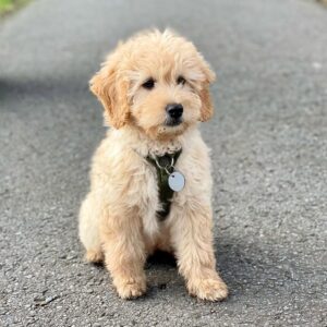 male goldendoodle puppy lotte