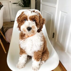 male goldendoodle puppy milly