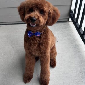 Home male goldendoodle puppy milo