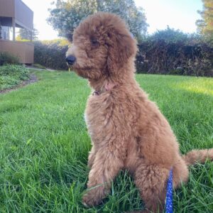 male goldendoodle puppy noodles