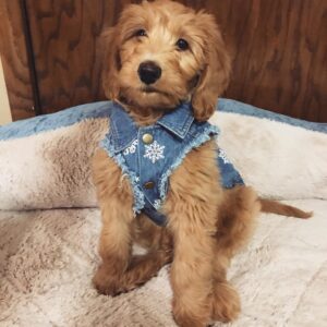 male goldendoodle puppy teddy