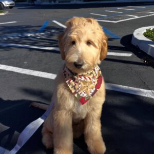 male goldendoodle puppy maple