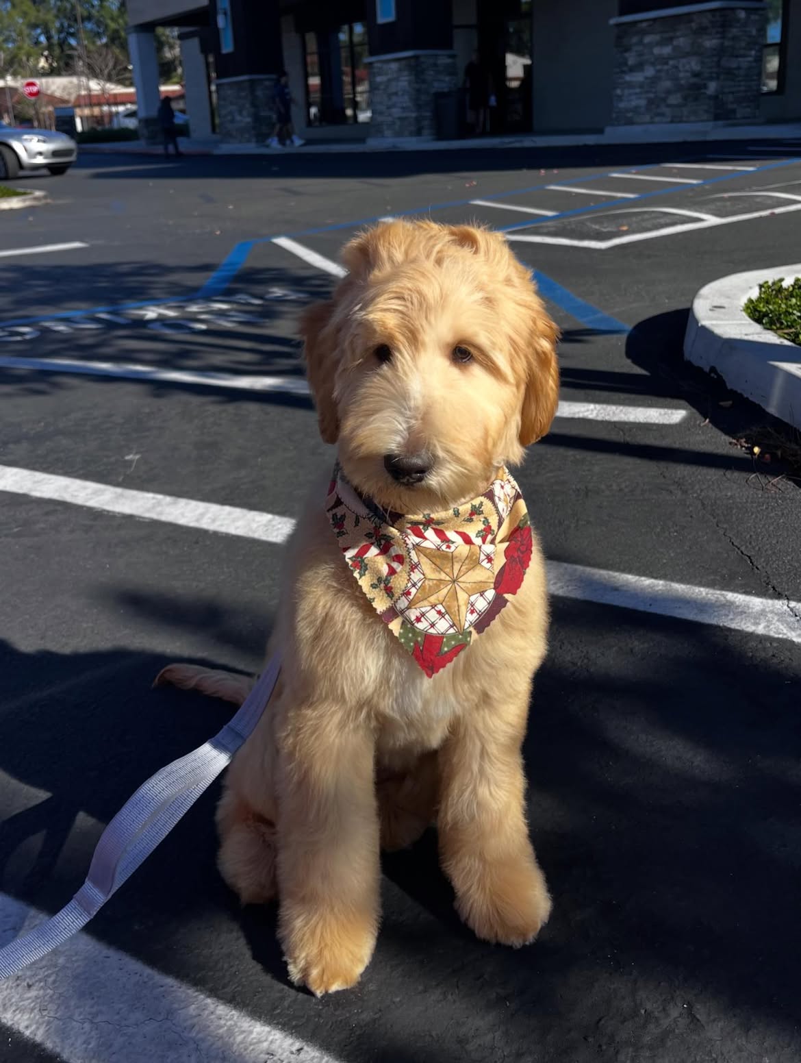 male goldendoodle puppy maple