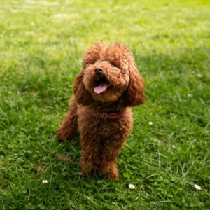 Miniature Goldendoodle