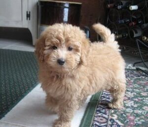 Petite or Toy Goldendoodle