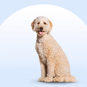 Standard Goldendoodle