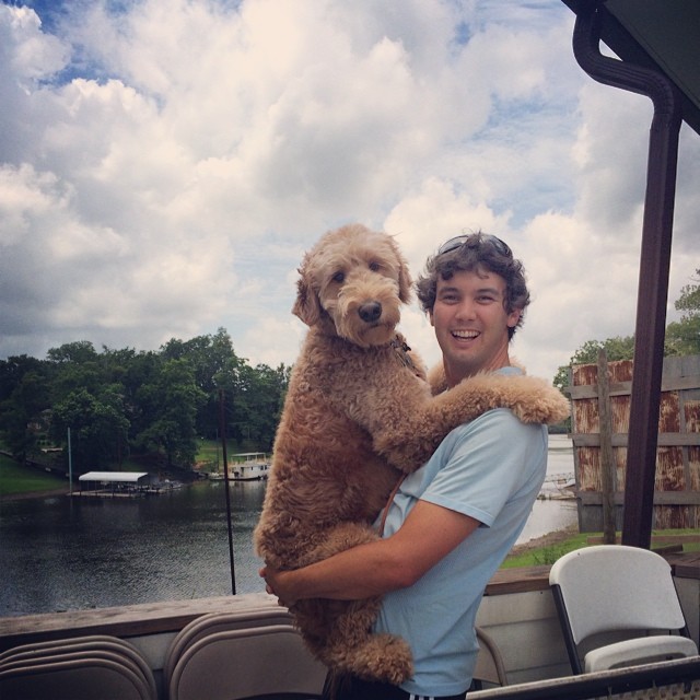goldendoodle puppies review