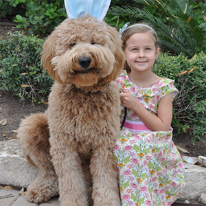 goldendoodle review