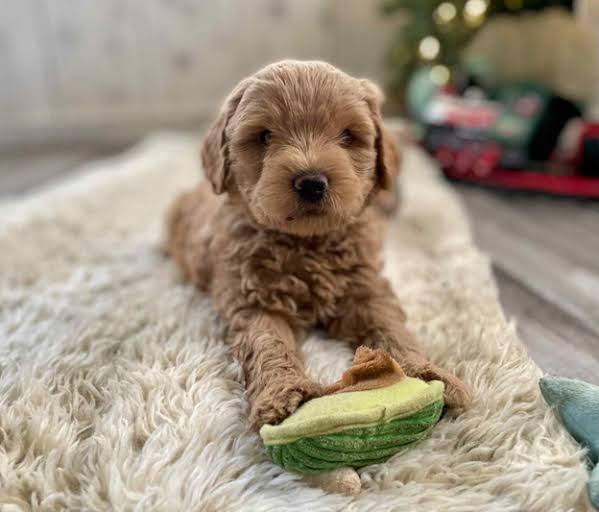 miniature goldendoodle puppies guide 4