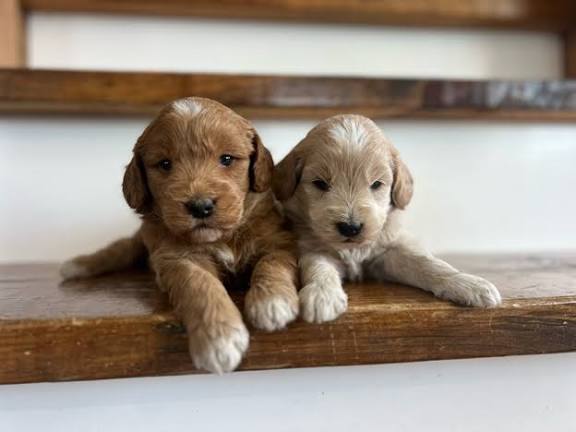 Miniature Goldendoodle Puppies