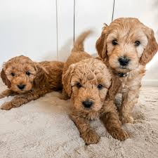 miniature goldendoodle puppies guide 4