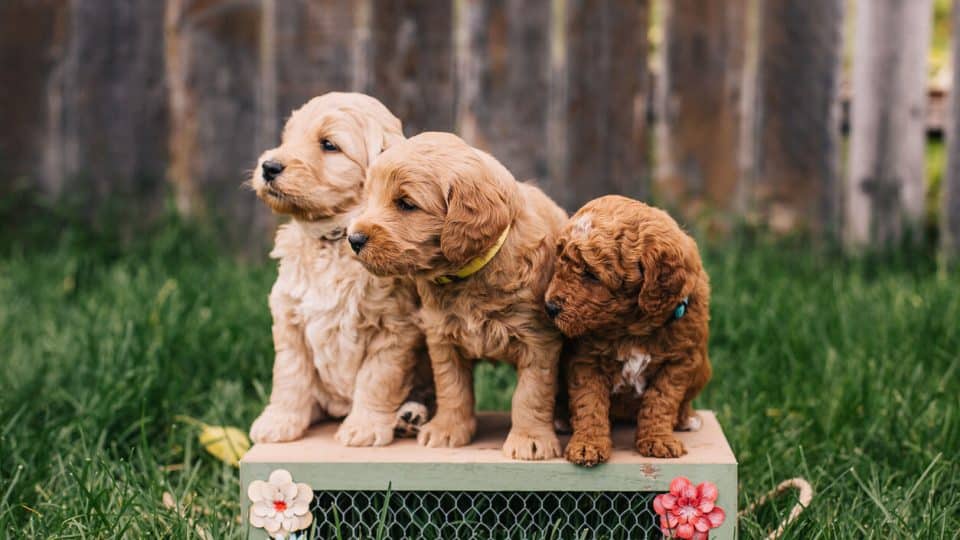 Miniature Goldendoodle Puppies