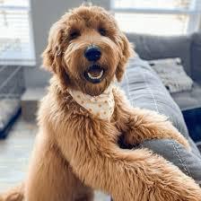 standard goldendoodle
