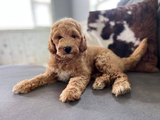 standard goldendoodle
