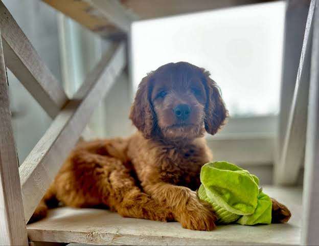 standard goldendoodle