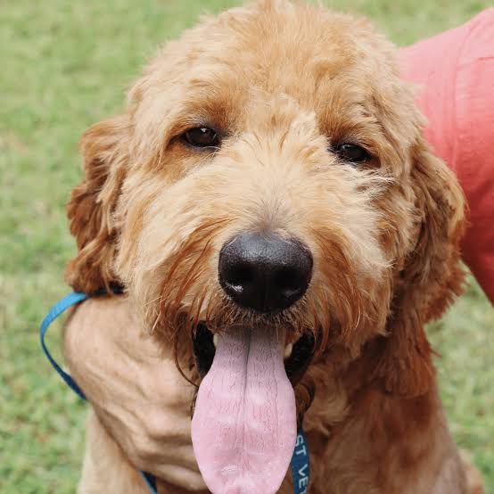standard goldendoodle